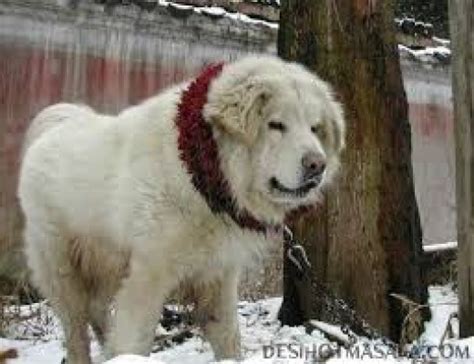 Himalayan Mountain Dogs Pethelpful