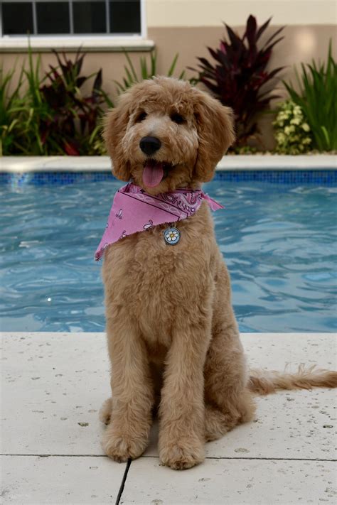 Pictures Of Teddy Bear Golden Doodle Cut Wavy Haircut