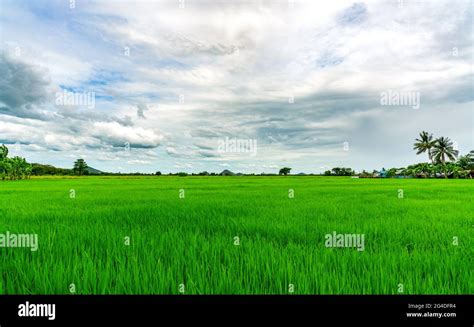 Landscape Green Rice Field Rice Farm With Mountain As Background In