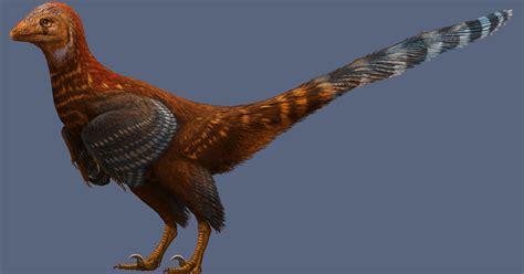 Looks Like Chicken New Feathered Dinosaur Discovered In China