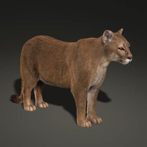 Cougar Fur D Model