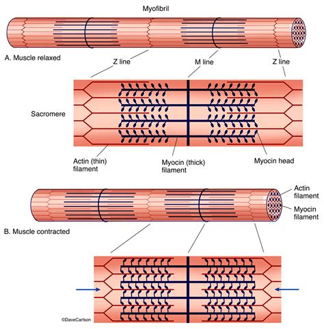 Muscle Contraction | Carlson Stock Art