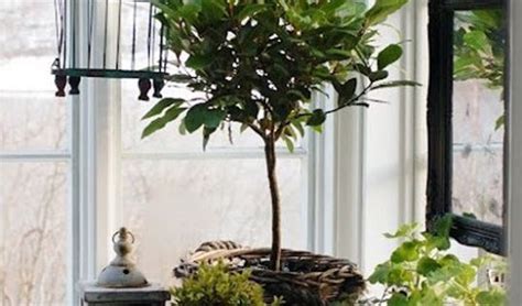 Plant Grouping Indoor Plants Pinterest Plants Group And Houseplants