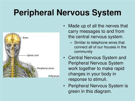 Anatomy Of Peripheral Nervous System