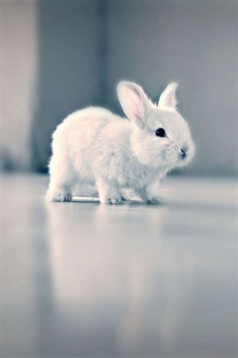 398 Best Images About Cute Rabbits On Pinterest Dwarf
