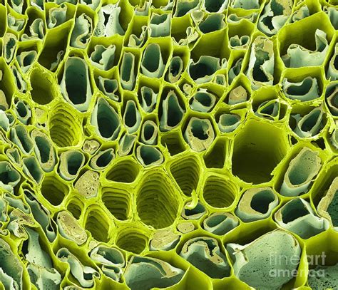 Dicotyledon Vascular Bundle Sem Photograph By Steve Gschmeissner Pixels