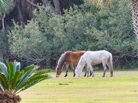 Wild Horses Cumberland Island Easin Along