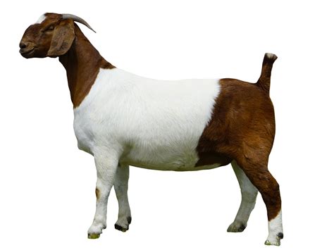 Check spelling or type a new query. Goat - Colla Cattle Farm