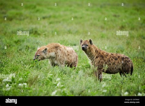 Two Spotted Hyenas Crocuta Crocuta In Serengeti National Park Unesco