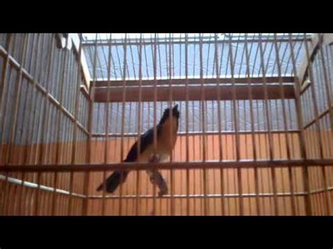 Burung decu adalah jenis burung pengicau mungil yaknii panjangnya hanya sekitar 13 cm dan bersuara kicau sangat nyaring dan lantang. Burung Decu Wulung - Ciung batu besar jinak,sehat,. | Doovi : Kacer mini decu wulung suara ...