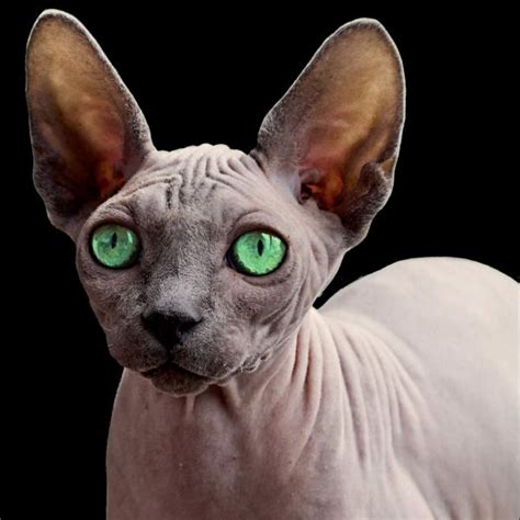 Sphynx Cat Personality 18 Facts You Must Know Purr Craze