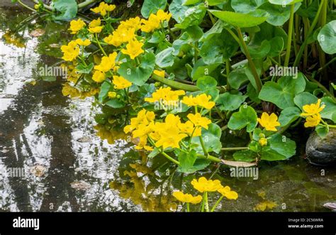 Yellow Flowers Of Marsh Marigold Caltha Palustris Kingcup At Edge Of