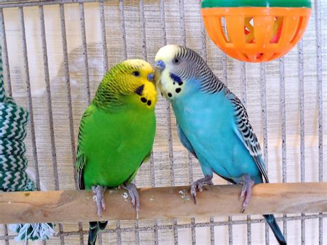 3 Hrs Of Video Parakeets Talking Chirping Singing