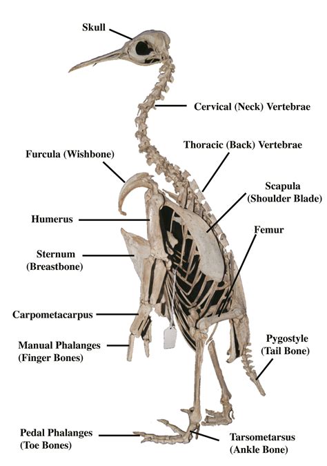 Penguin Leg Bone Anatomy