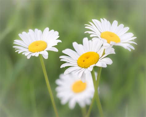 Grass Backyard Macro Plant Summer Floral Daisy 1080p Daisies White Flower Chamomile