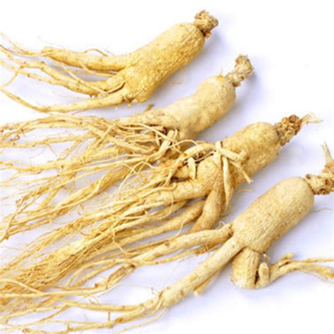 50pcs chinese korean panax ginseng seeds asian fresh for planting nutrition ebay