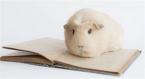 Booboo The Guinea Pig Becomes The Latest Celebrity Animal Attracting