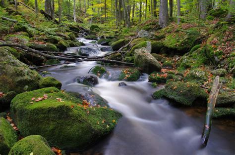 Bavarian Forest National Park • Tourist Attraction Grafenau
