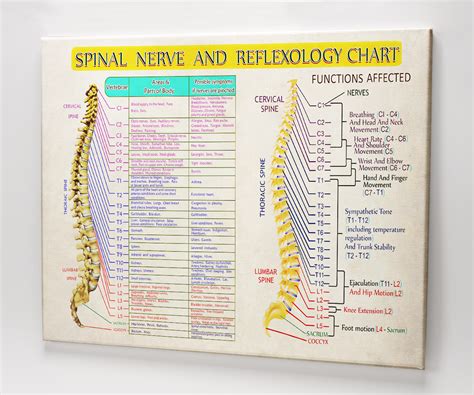 chiropractor chart canvas spinal nerve and reflexology diagram prints by hearts for love