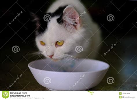 a white cat with medium long hair like a persian or ragamuffin breed licking her lips