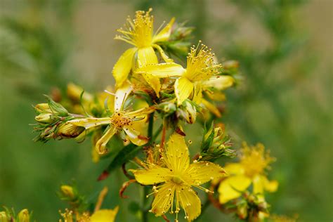 Tom's towers flowers offers fresh flower delivery west islip. St. John's Wort - Stephen Morris, author