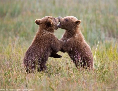 Interesting Facts About Kodiak Bears Just Fun Facts Kodiak Bear