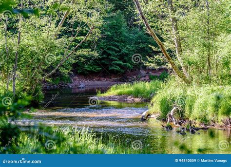 Beautyful Morning Light Over Forest River Stock Image Image Of Park