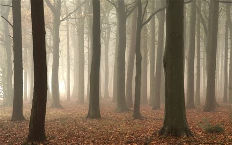 Forest Tree Landscape Nature Autumn Fog Wallpaper 2880x1800 676675