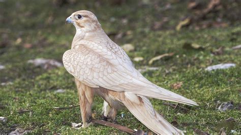 Golden Saker Falcon Pet Birds Birds Of Prey Raptors Bird