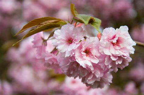 Sakura Free Stock Photo Public Domain Pictures