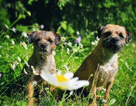 14 Pictures Only Border Terrier Owners Will Think Are