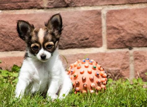 Not because they're not lovely creatures, but because inbreeding has ruined them. Top 10 Smallest Dog Breeds In The World - The Mysterious World