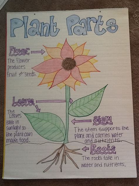 Plant Structures Anchor Chart Polka Dots And Teaching Tots Science