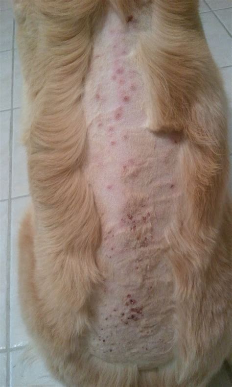 Help Red Itchy Bumps After Grooming Golden Retriever Dog Forums
