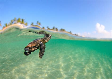 Baby Sea Turtles Wallpapers Wallpaper Cave