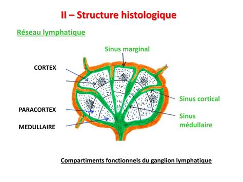 Ppt Ganglion Lymphatique Powerpoint Presentation Free Download Id