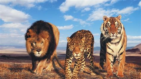 СБОРНИК мультфильмов про животных для детей Львы тигры медведи и их