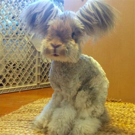 Yes This Impossibly Adorable Rabbit Actually Exists