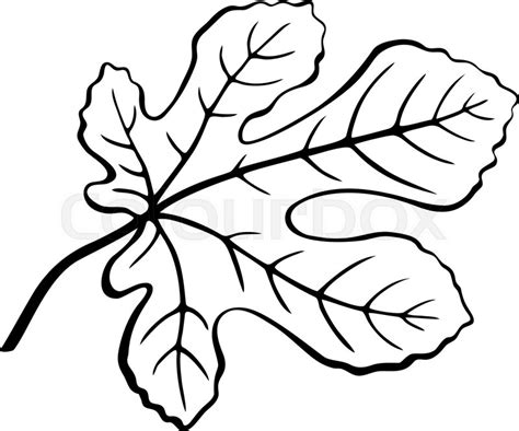 Fig Tree Drawing Free Download On Clipartmag