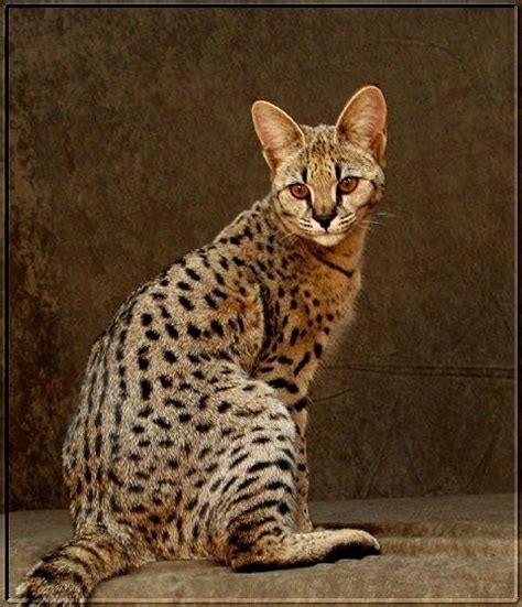 Savannah Cats Are A Cross Between A Domestic House Cat And A Serval