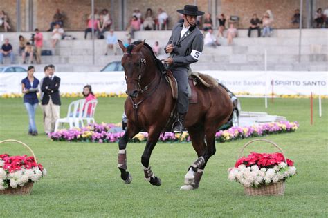 Ulisses Lusitano Horse And Pedro Torres Working Equitation The