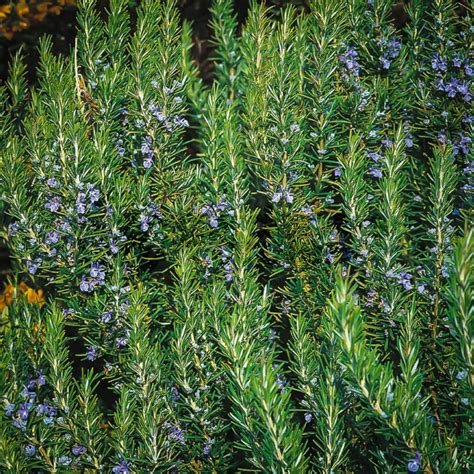 Tuscan Blue Rosemary Bushes For Sale The Tree Center