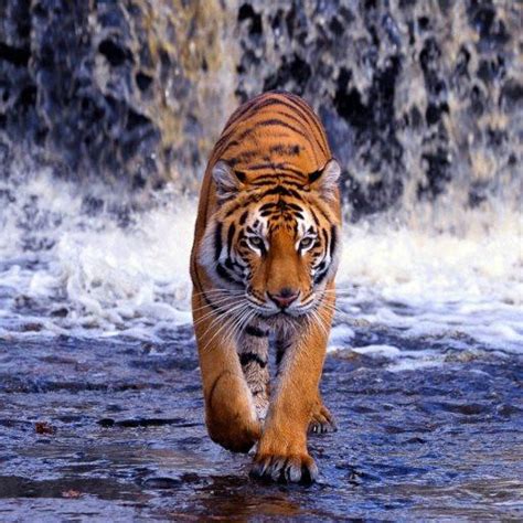 43 Free Live Tiger Wallpaper On Wallpapersafari