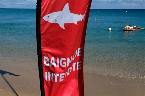 Nouvelle Calédonie Les Campagnes D Abattage De Requins Interdites Par La Justice La Dépêche