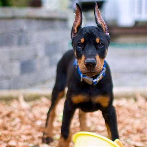 Doberman Puppies 10 Of The Cutest Photos Dogster