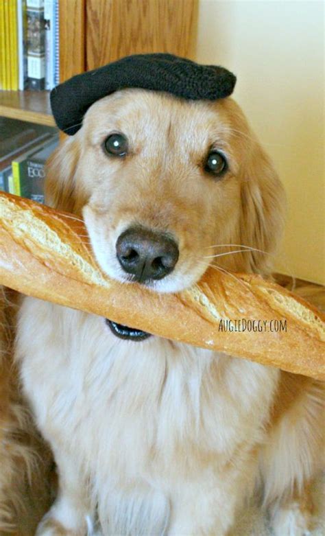 This Baguette Is Magnifique Goldenretriever Cute Dogs Cute Dog