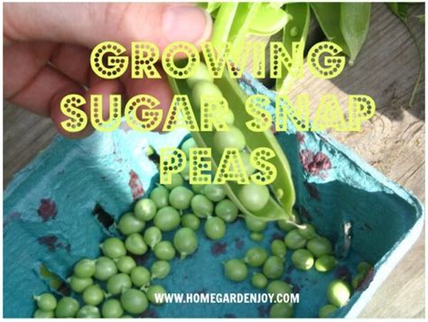Growing Sugar Snap Peas