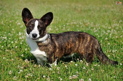 25 to 38 pounds life span: Welsh Corgi Cardigan Dog Breed | Facts, Highlights ...