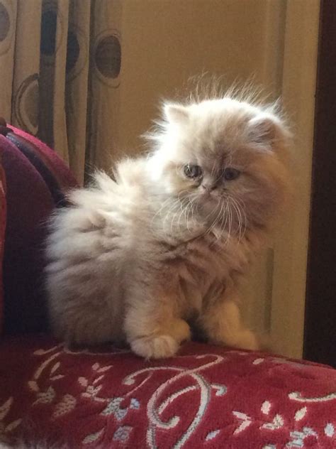 Gorgeous Pedigree Persian Kittens Ready Now In Spalding