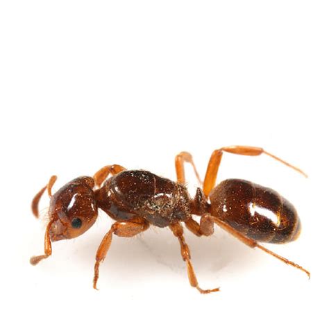Large Yellow Ants Go Pest